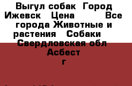 Выгул собак. Город Ижевск › Цена ­ 150 - Все города Животные и растения » Собаки   . Свердловская обл.,Асбест г.